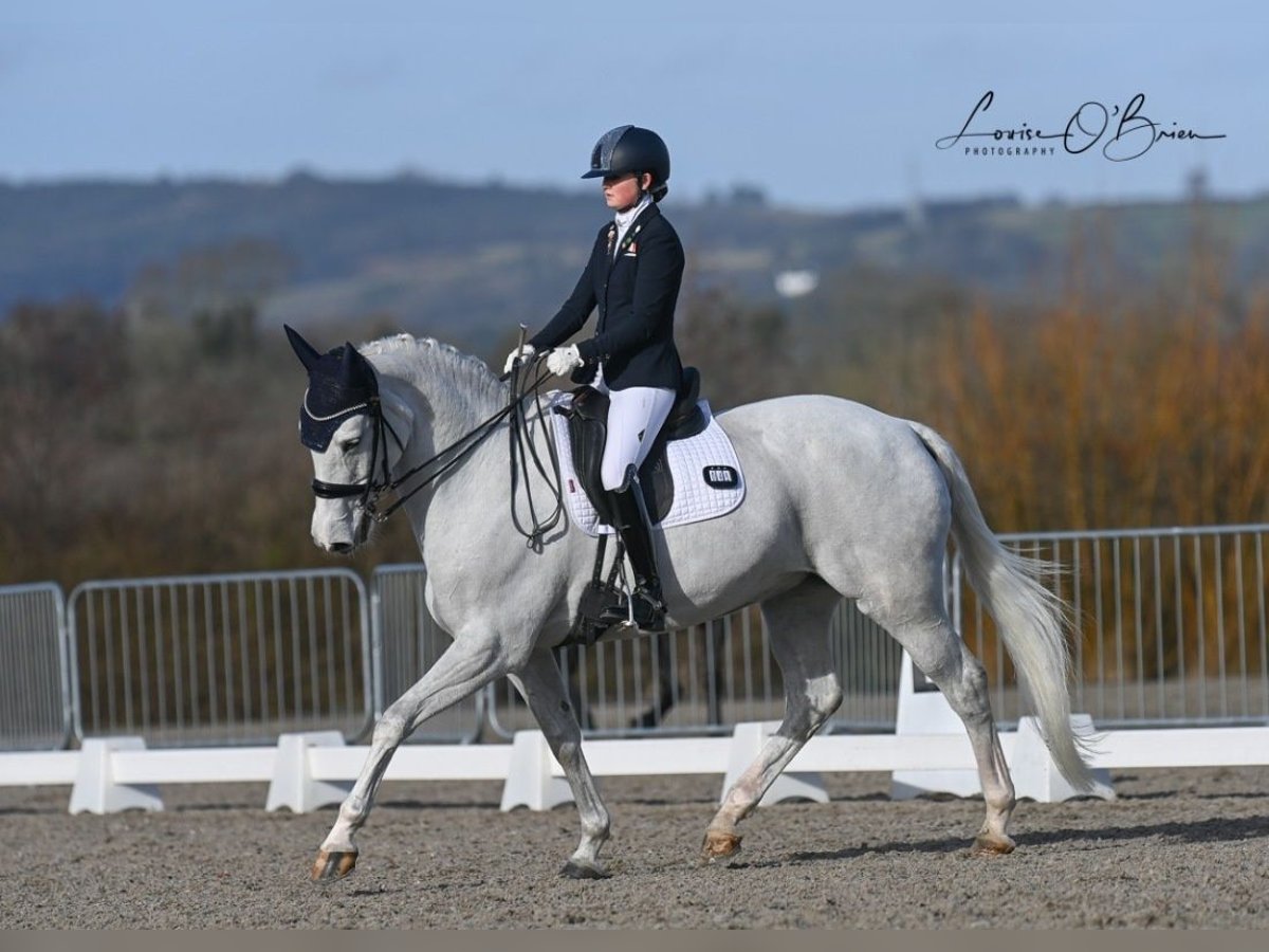 Caballo de deporte irlandés Yegua 15 años 168 cm Tordo in Carlow