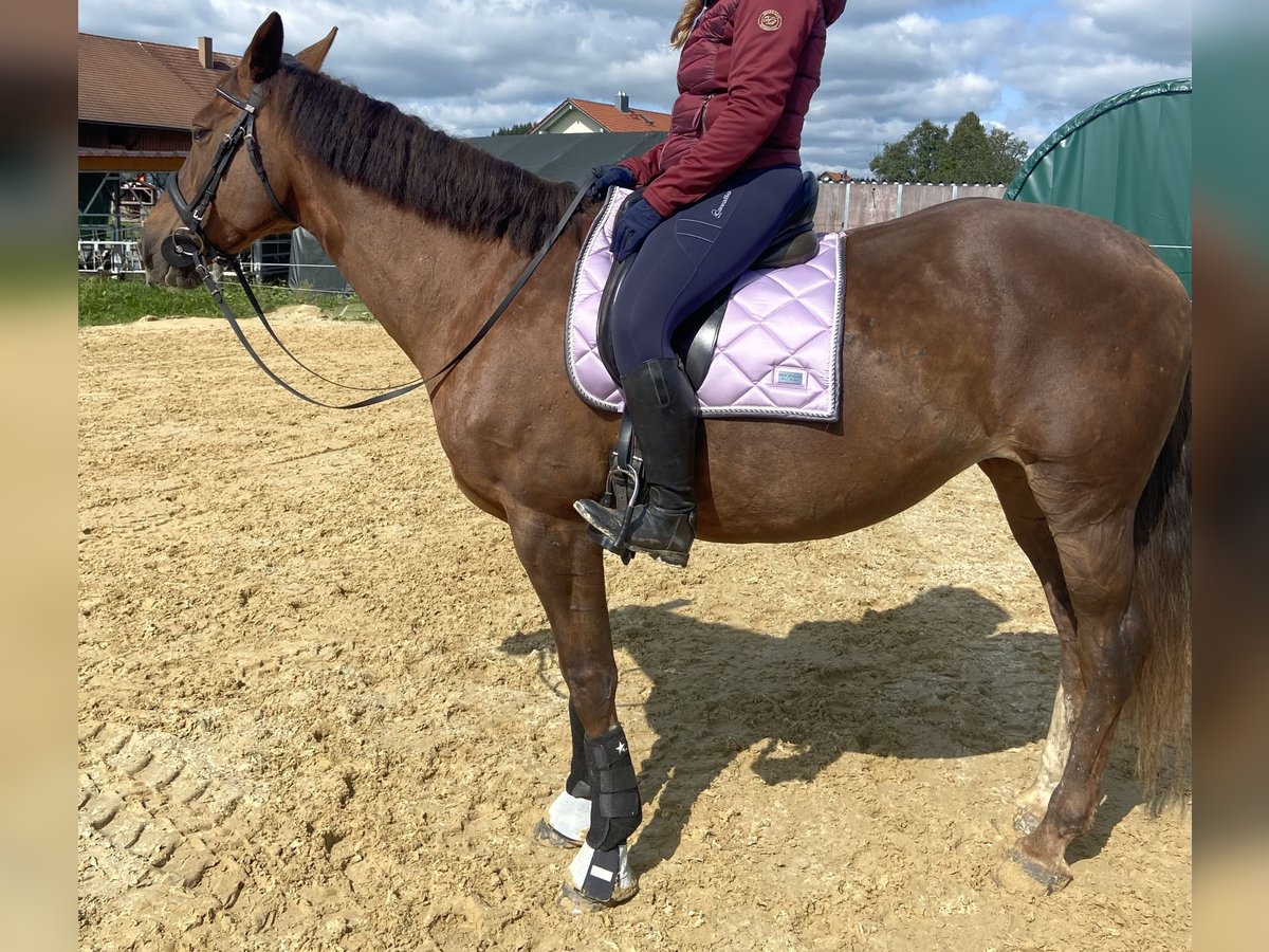 Caballo de deporte irlandés Yegua 15 años 170 cm Castaño oscuro in Isny im Allgäu