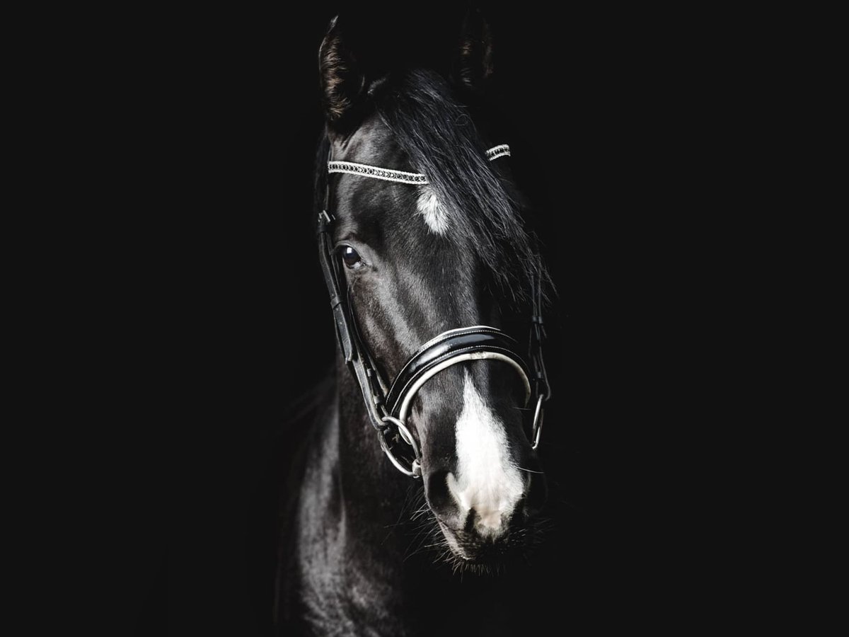 Caballo de deporte irlandés Yegua 16 años 152 cm Negro in Zuienkerke