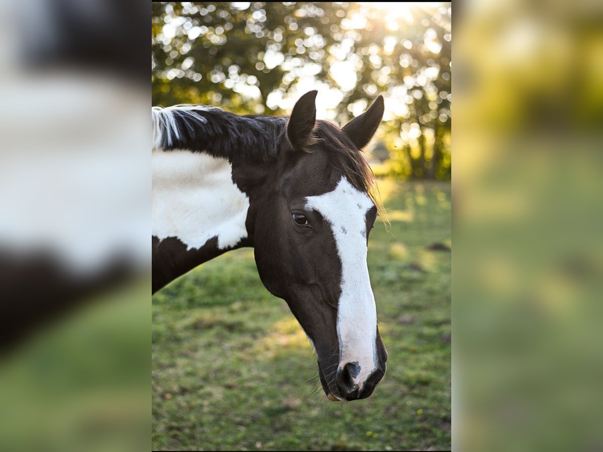 Caballo de deporte irlandés Yegua 17 años 160 cm Pío in Kremmen