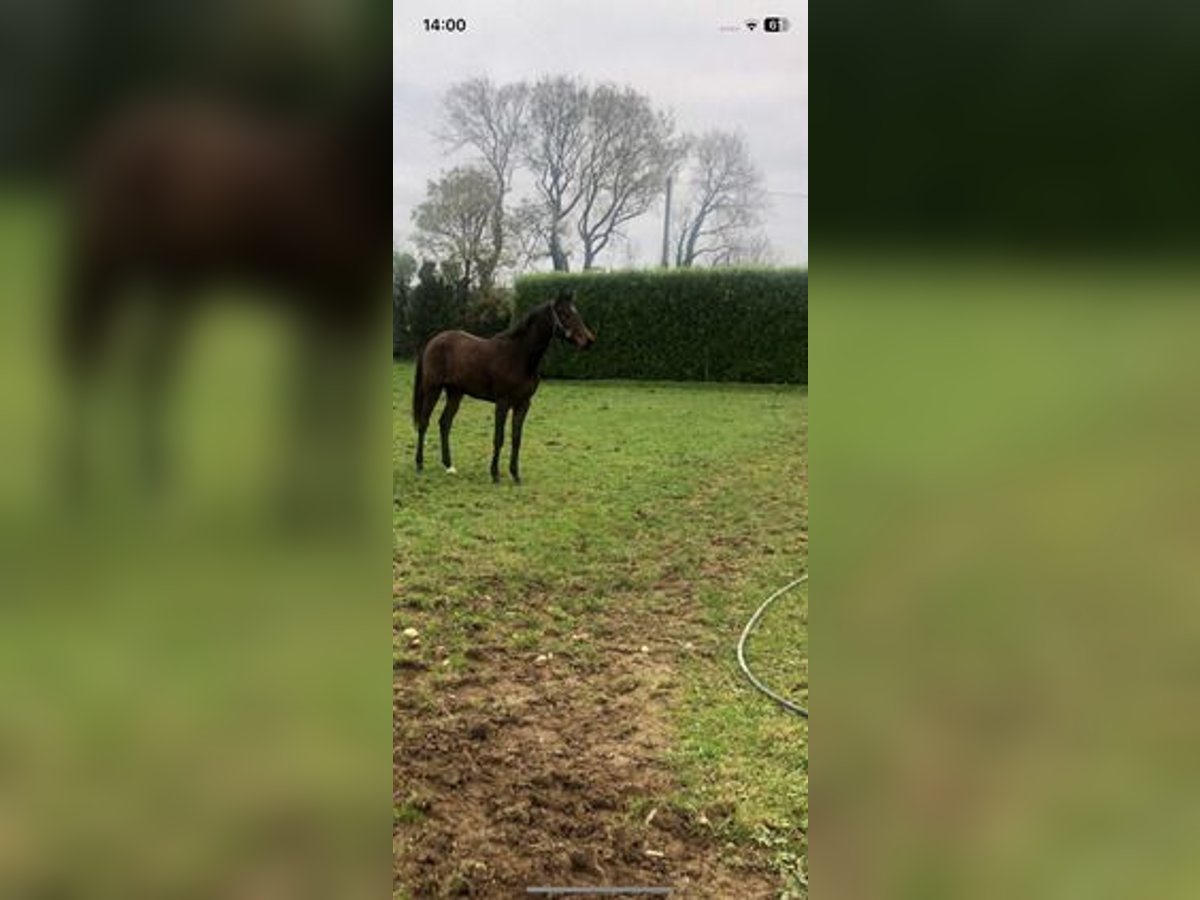 Caballo de deporte irlandés Yegua 1 año 165 cm Castaño rojizo in Limerick