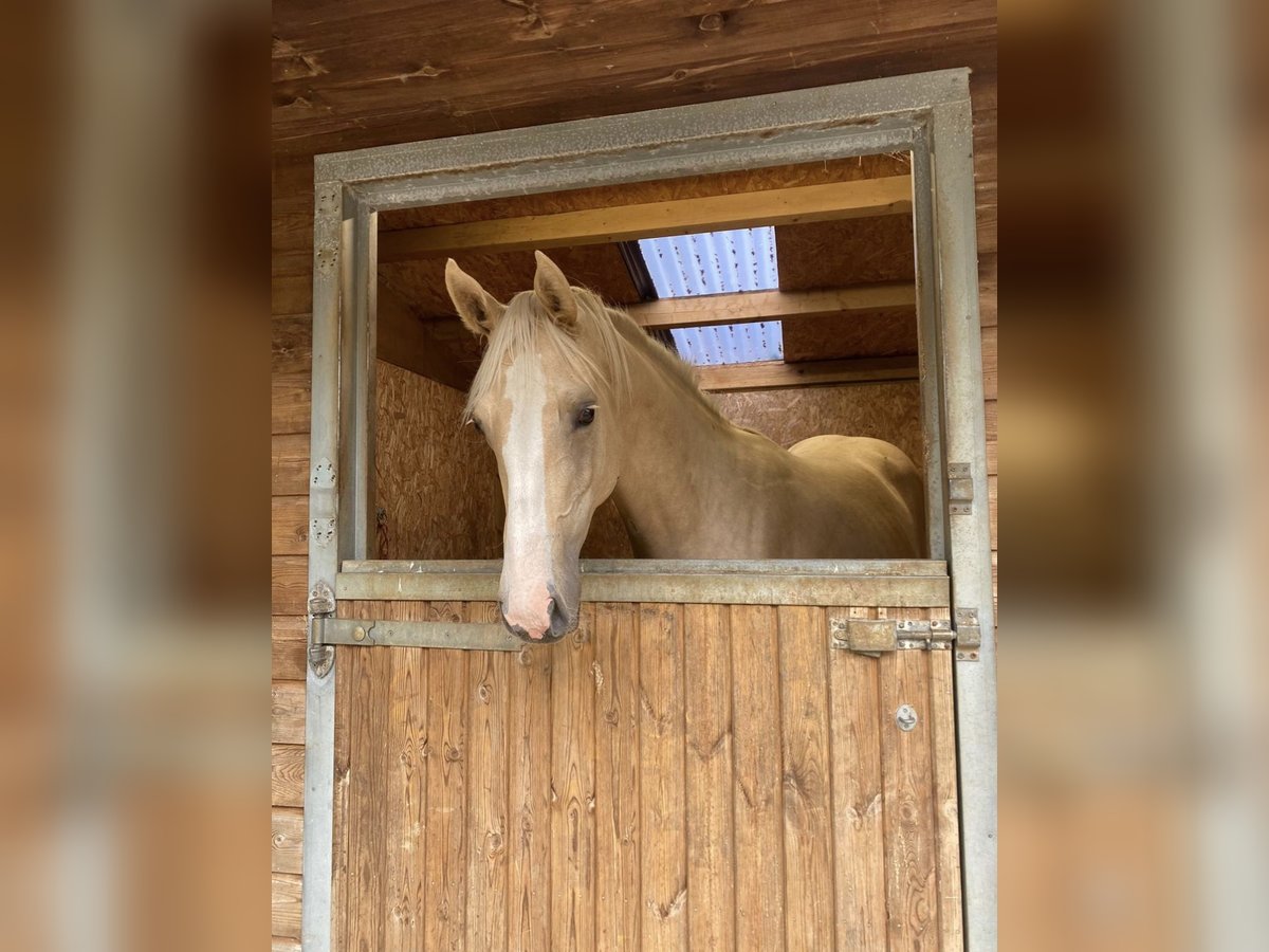 Caballo de deporte irlandés Yegua 1 año 173 cm Palomino in Cornwall&#x2019;s