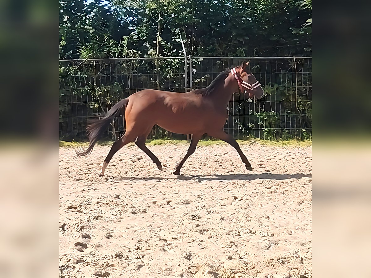 Caballo de deporte irlandés Yegua 3 años 162 cm Castaño in Lage