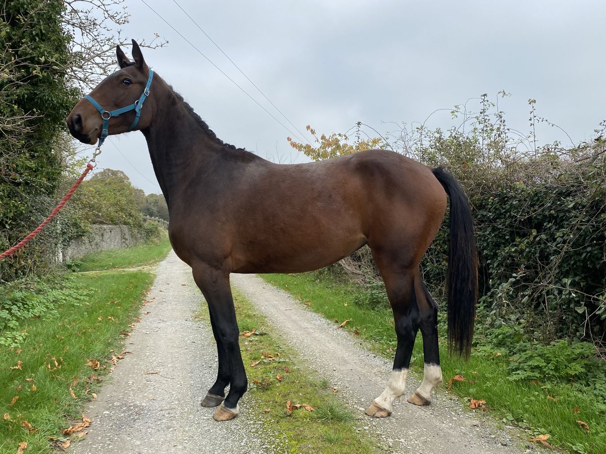 Caballo de deporte irlandés Yegua 3 años 163 cm Castaño oscuro in Ireland