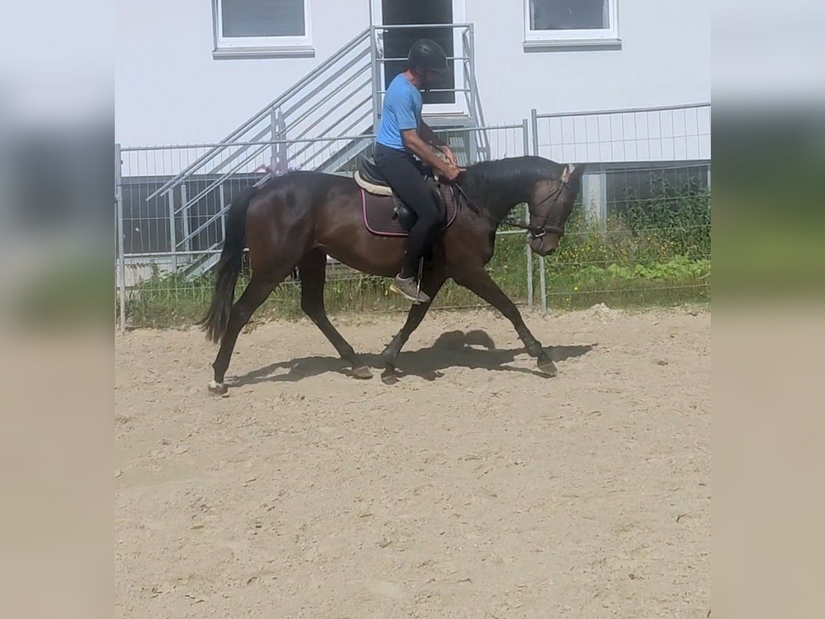 Caballo de deporte irlandés Yegua 3 años 164 cm Castaño in Lage