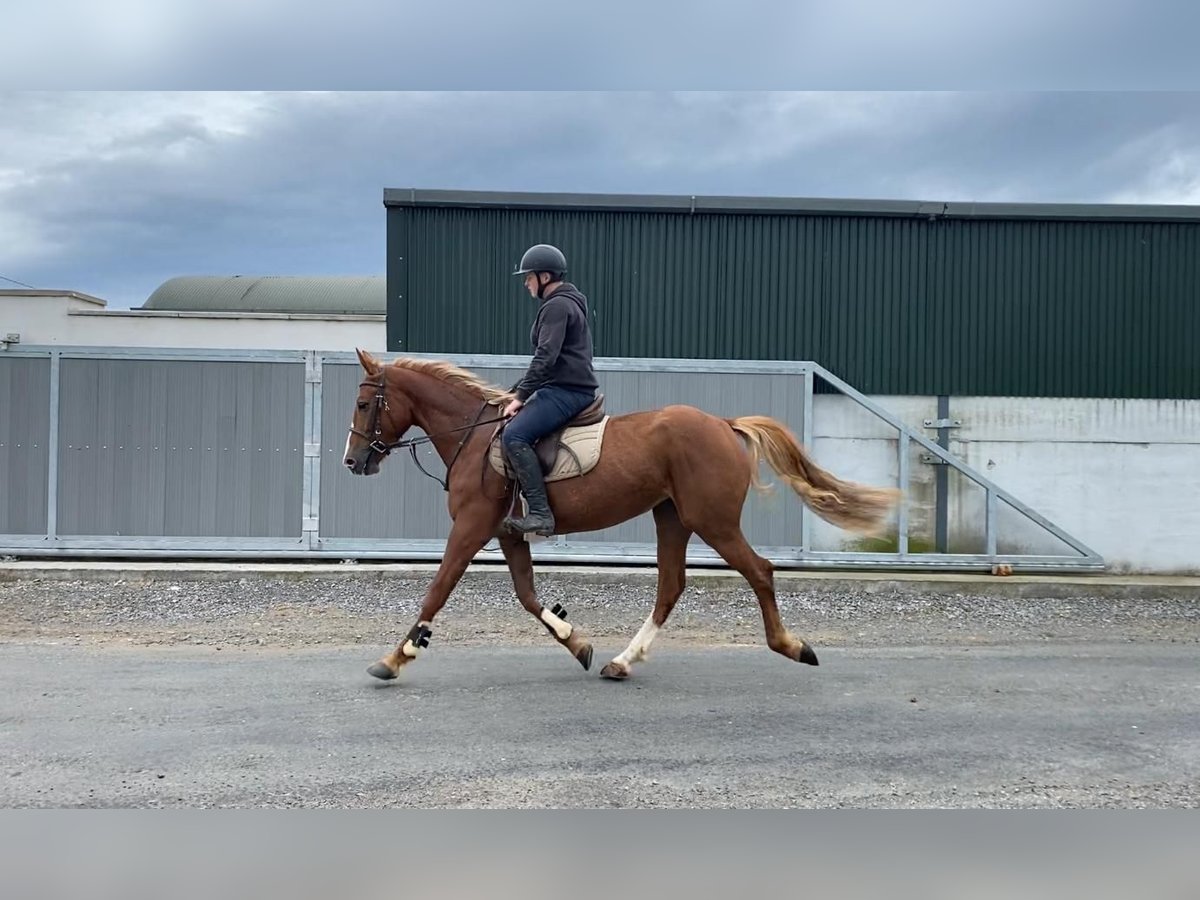 Caballo de deporte irlandés Yegua 4 años 148 cm Alazán-tostado in Sligo