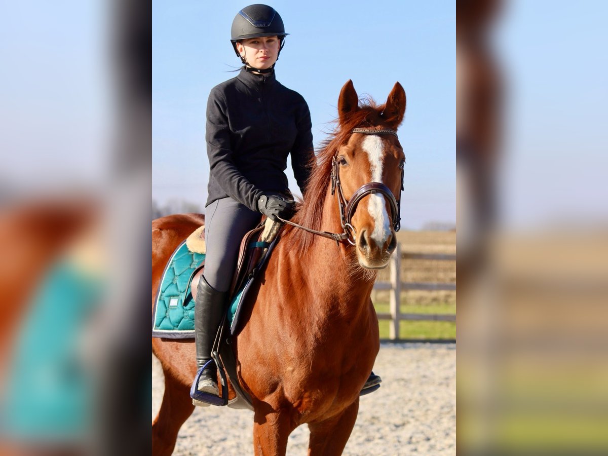 Caballo de deporte irlandés Yegua 4 años 156 cm Alazán rojizo in Bogaarden