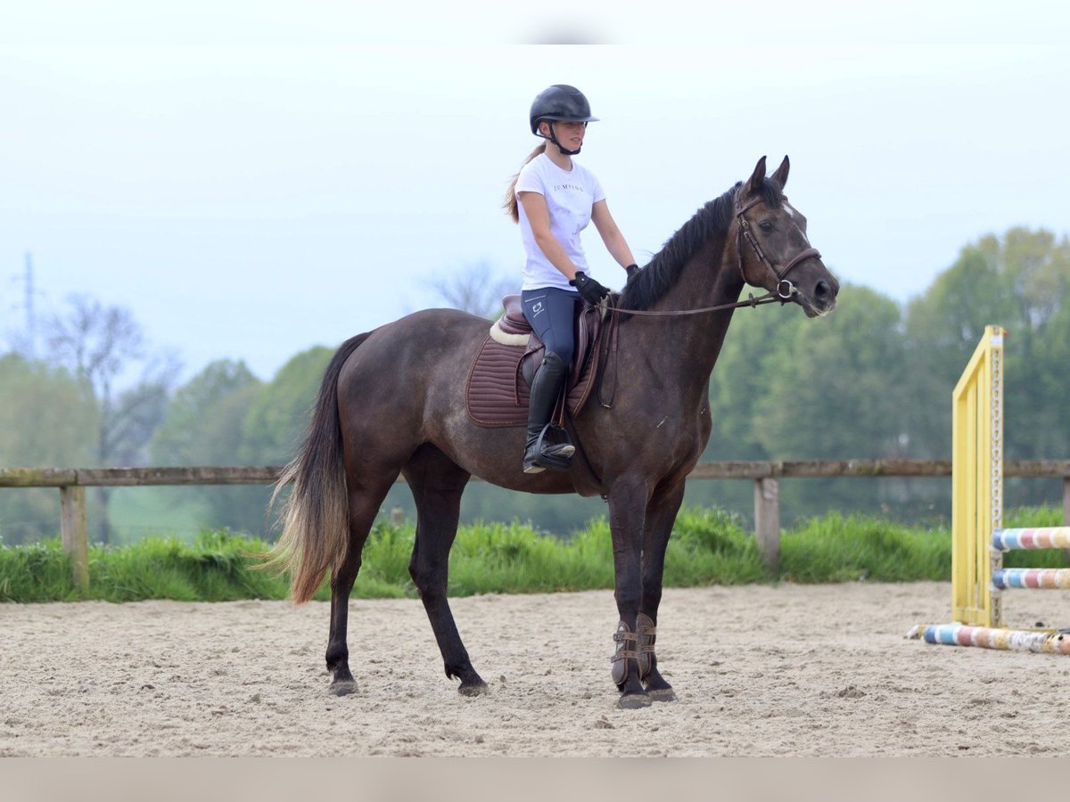 Caballo de deporte irlandés Yegua 4 años 157 cm Musgo marrón in Bogaarden