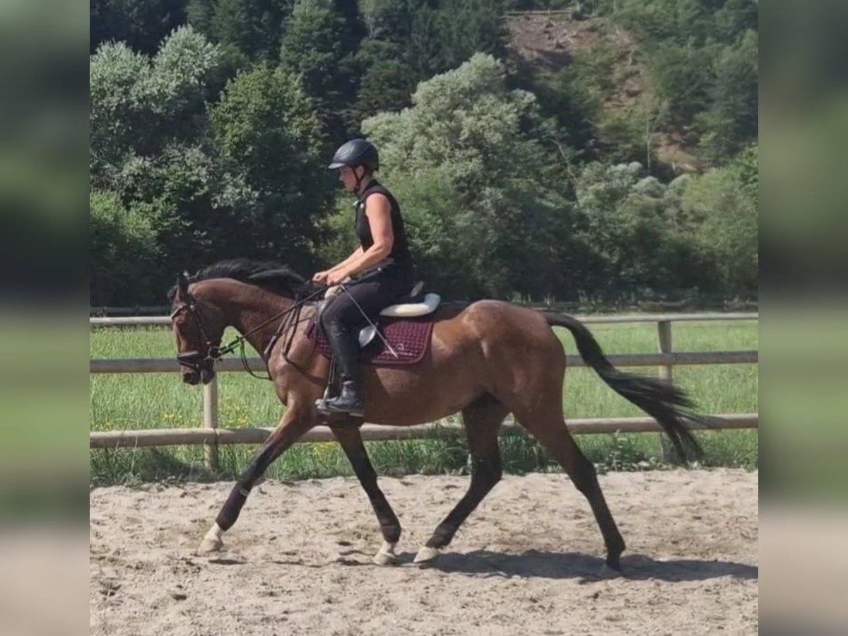 Caballo de deporte irlandés Yegua 4 años 158 cm Castaño in Gummern