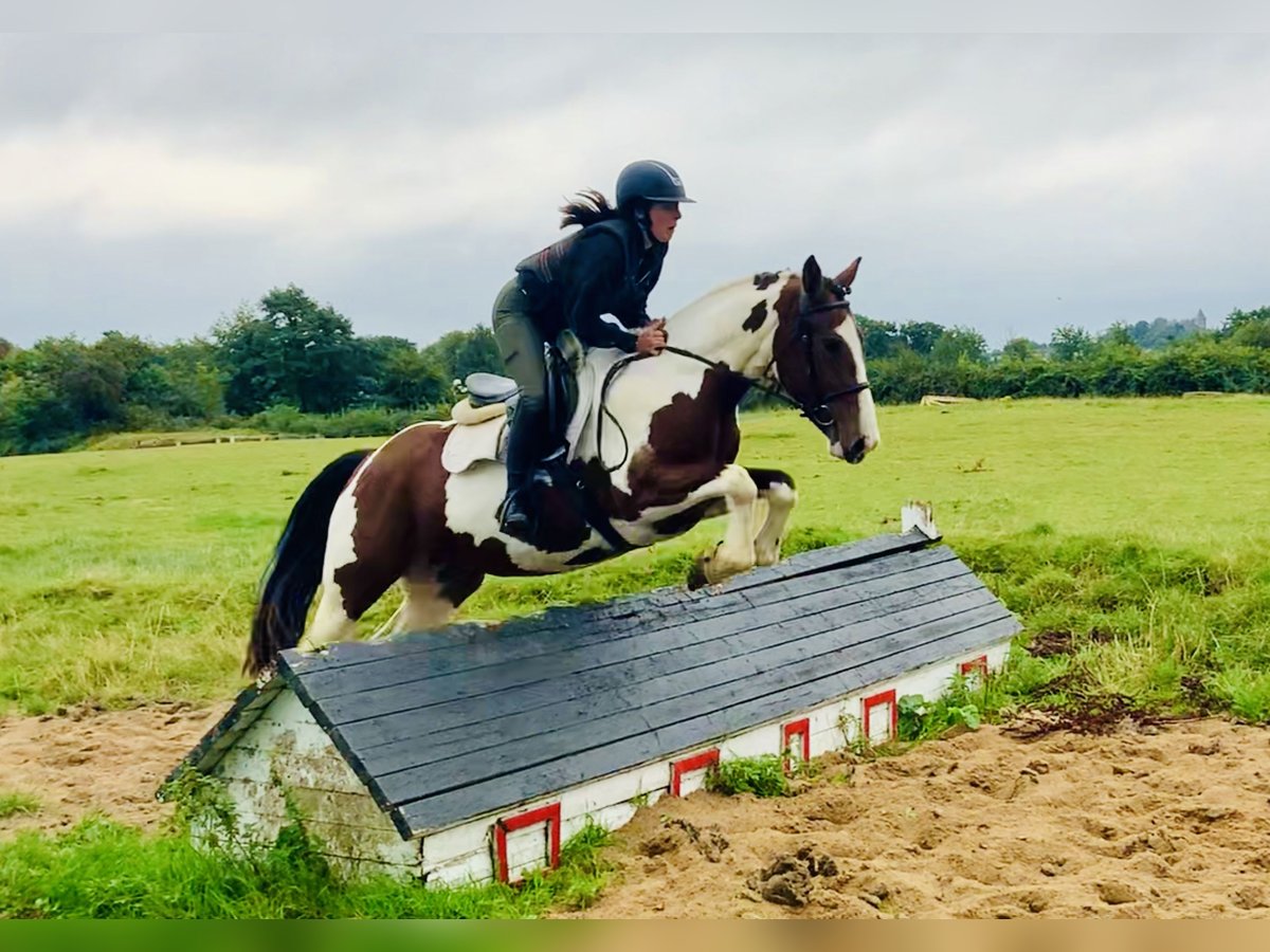 Caballo de deporte irlandés Yegua 4 años 158 cm Pío in Mountrath