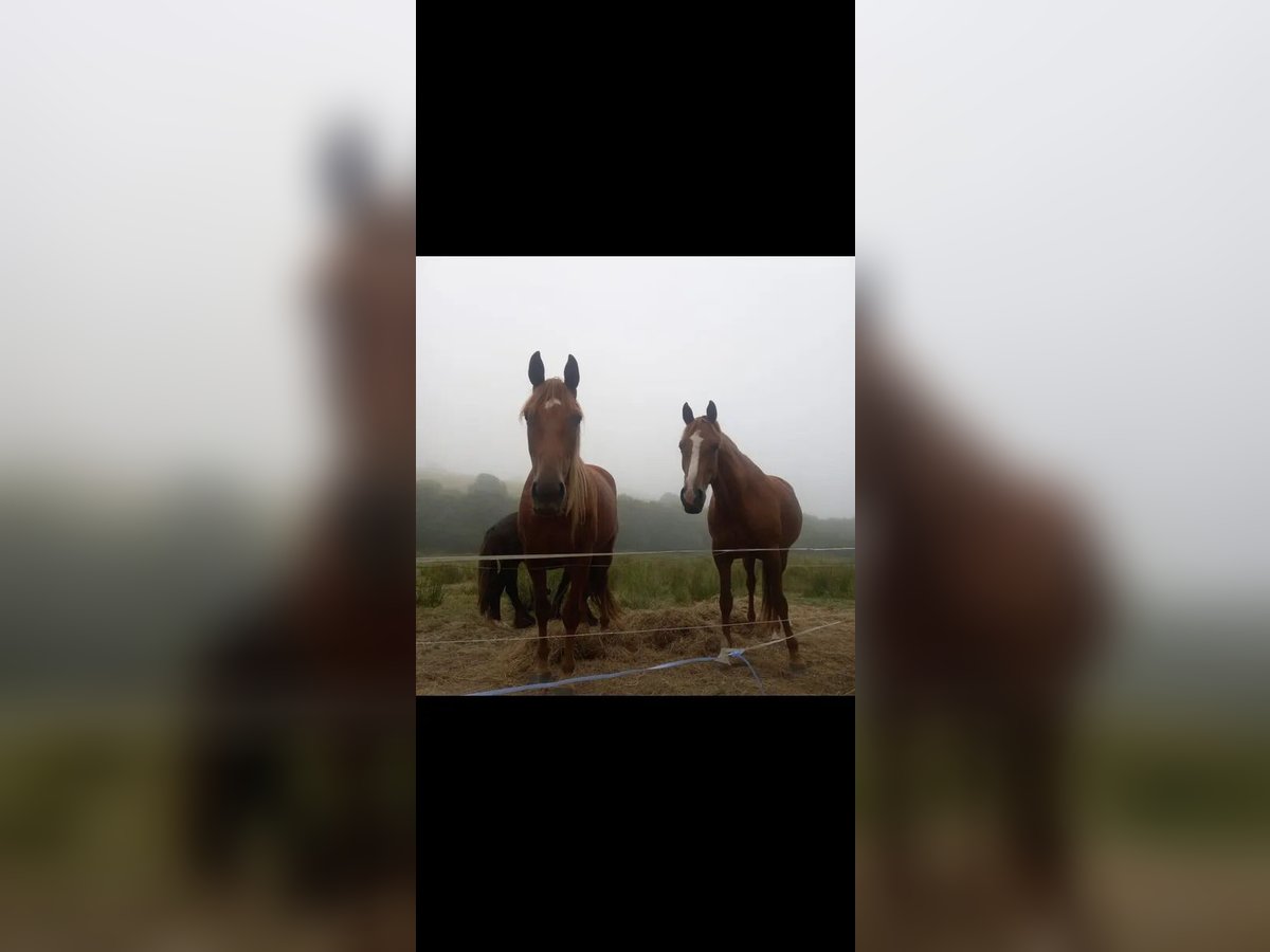 Caballo de deporte irlandés Yegua 4 años 160 cm Alazán in Cork city northside