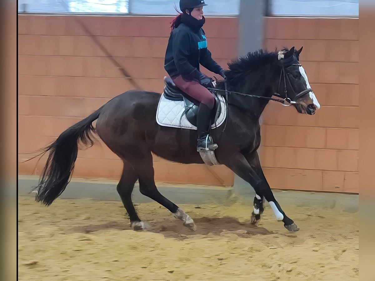 Caballo de deporte irlandés Yegua 4 años 162 cm Castaño in Lage