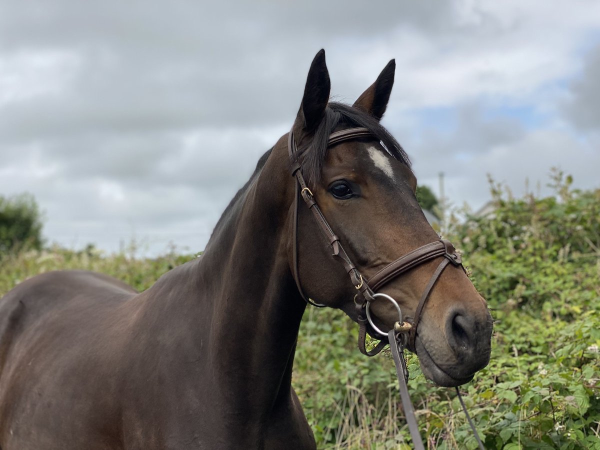 Caballo de deporte irlandés Yegua 4 años 163 cm Castaño oscuro in Mayo