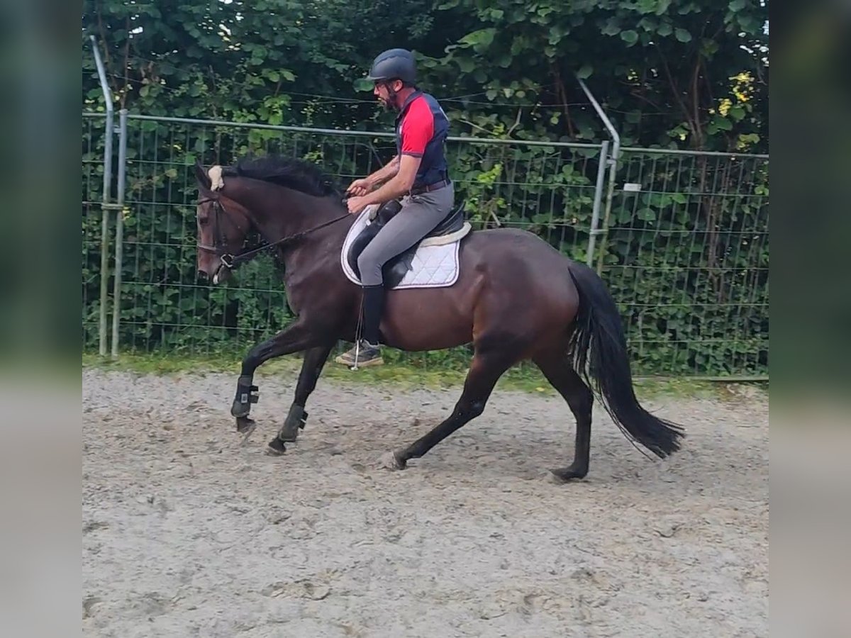 Caballo de deporte irlandés Yegua 4 años 164 cm Castaño in Lage