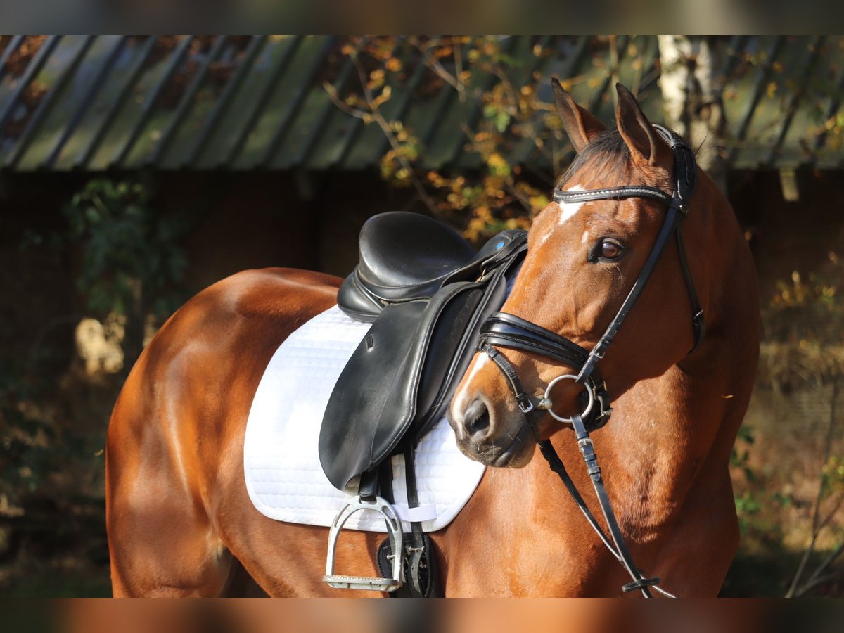 Caballo de deporte irlandés Yegua 4 años 165 cm Castaño in Nordhorn