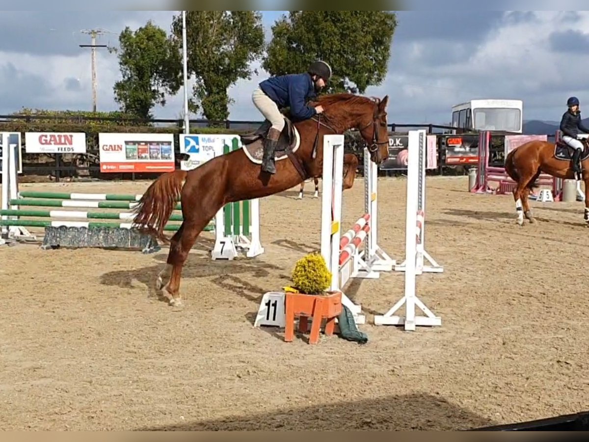 Caballo de deporte irlandés Yegua 5 años 158 cm Alazán-tostado in Drumshanbo