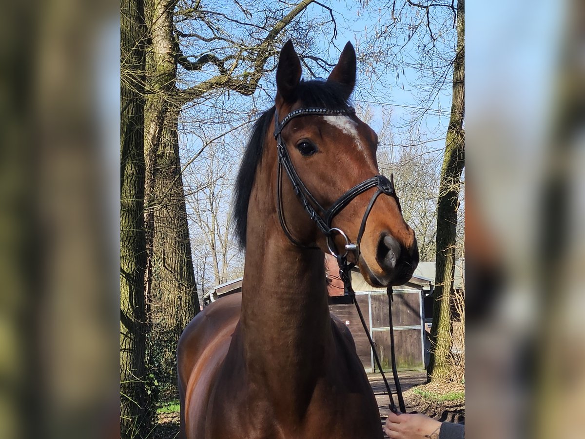 Caballo de deporte irlandés Yegua 5 años 158 cm Castaño in Wachtendonk