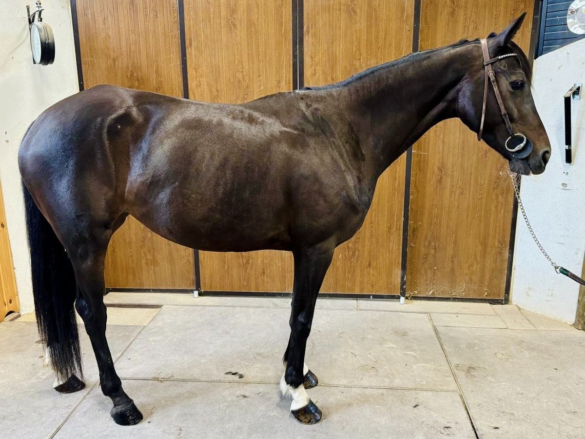 Caballo de deporte irlandés Yegua 5 años 158 cm Castaño in GROTE-BROGEL