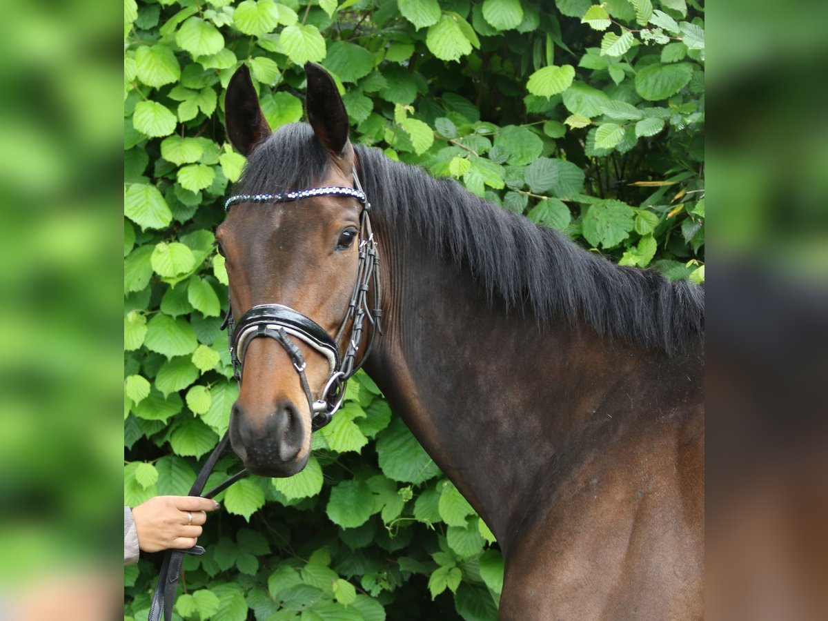 Caballo de deporte irlandés Yegua 5 años 160 cm Morcillo in Wachtendonk