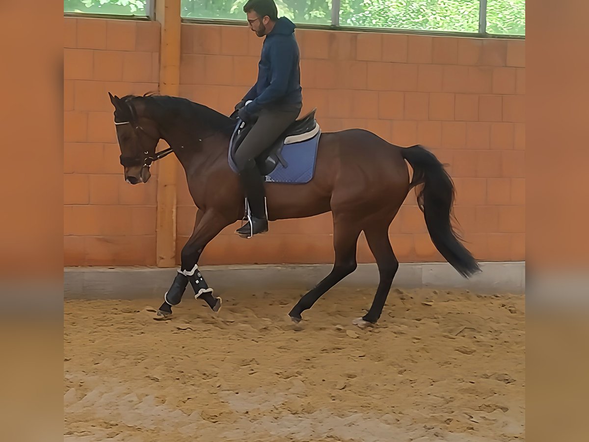 Caballo de deporte irlandés Yegua 5 años 162 cm Castaño in Lage