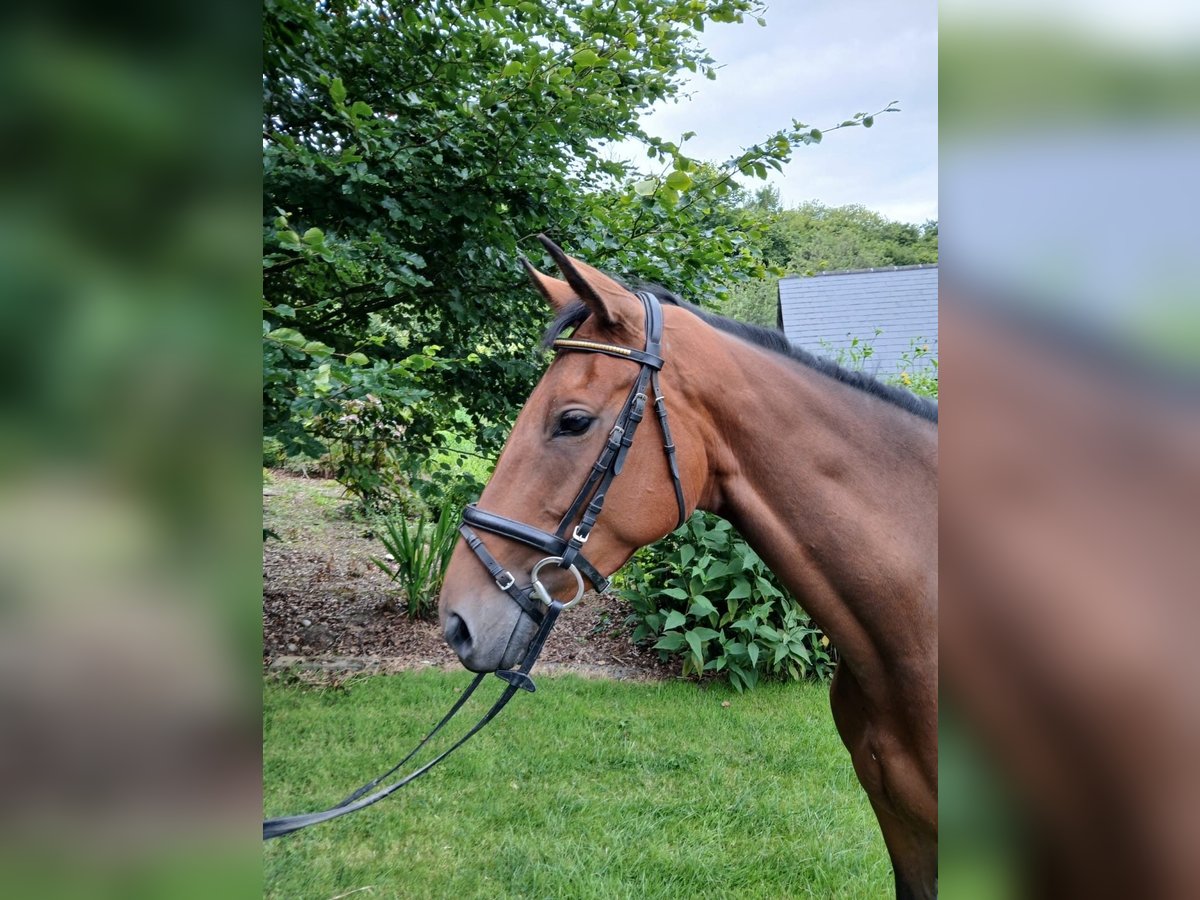 Caballo de deporte irlandés Yegua 5 años 163 cm Castaño rojizo in Westmeath