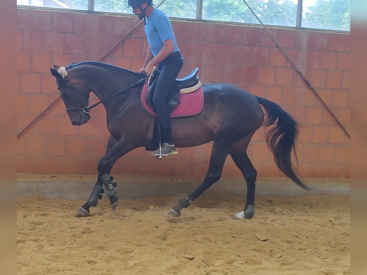 Caballo de deporte irlandés Yegua 5 años 164 cm Castaño in Lage