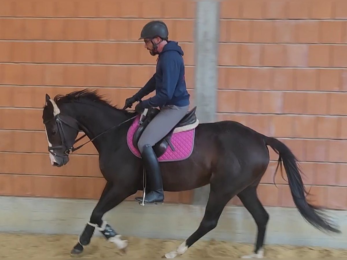 Caballo de deporte irlandés Yegua 5 años 164 cm Morcillo in Lage