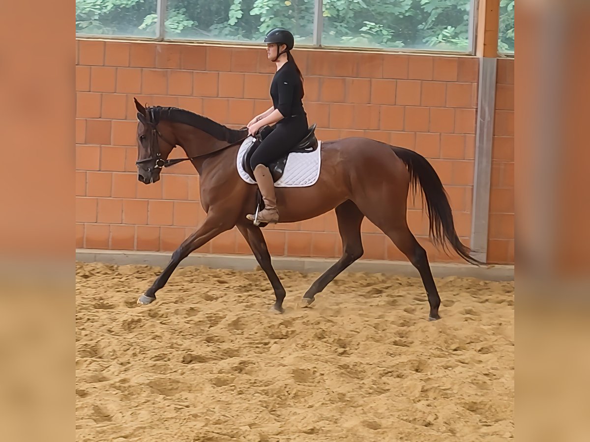 Caballo de deporte irlandés Yegua 5 años 165 cm Castaño in Lage