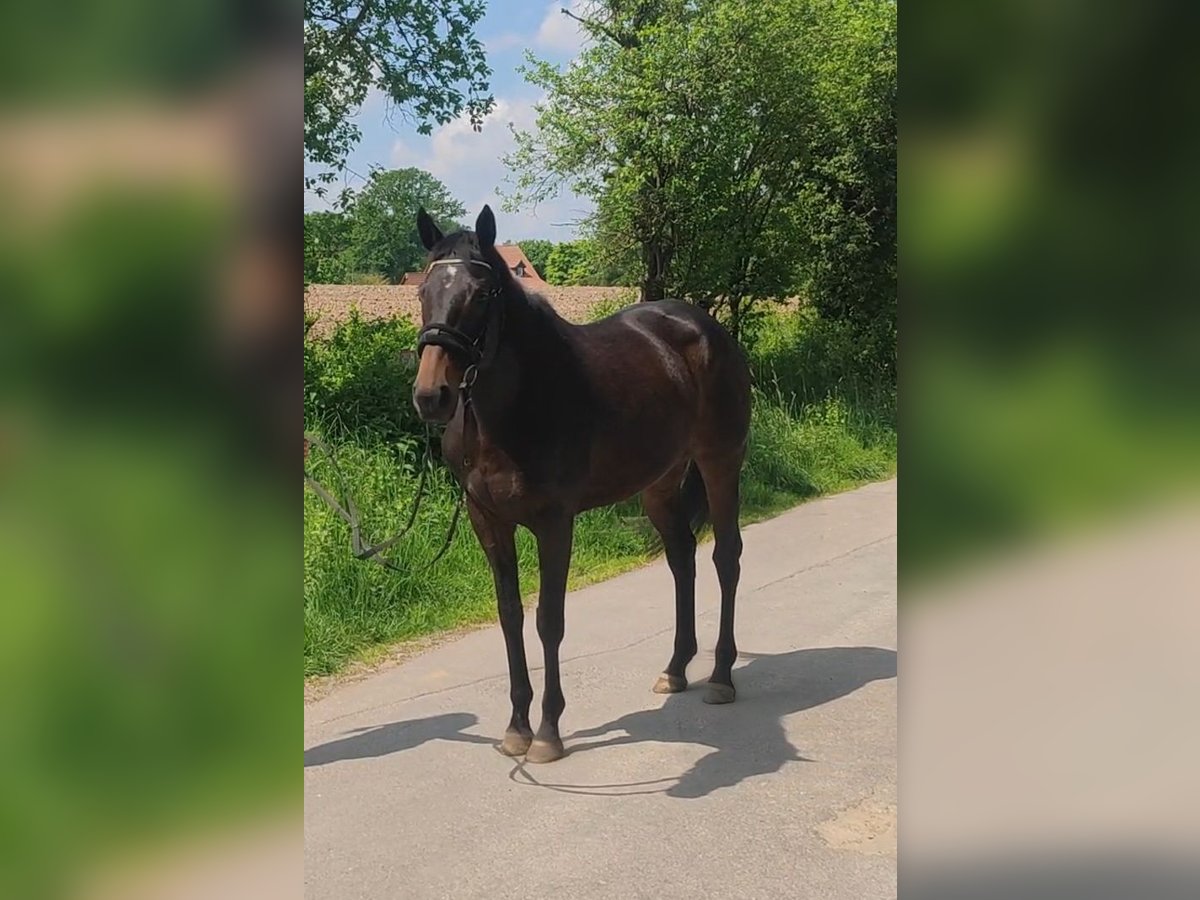 Caballo de deporte irlandés Yegua 5 años 165 cm Castaño oscuro in Lage