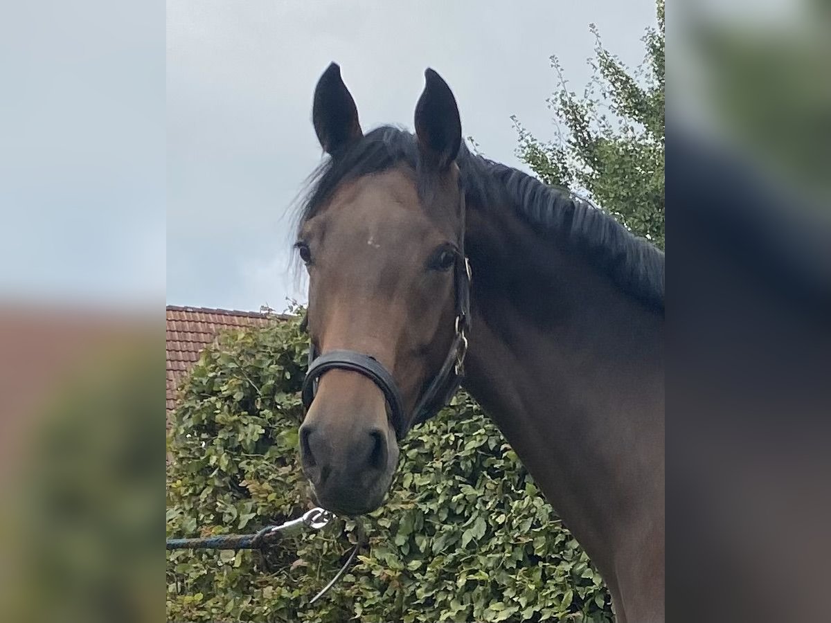 Caballo de deporte irlandés Yegua 5 años 165 cm Castaño oscuro in Elze Esbeck