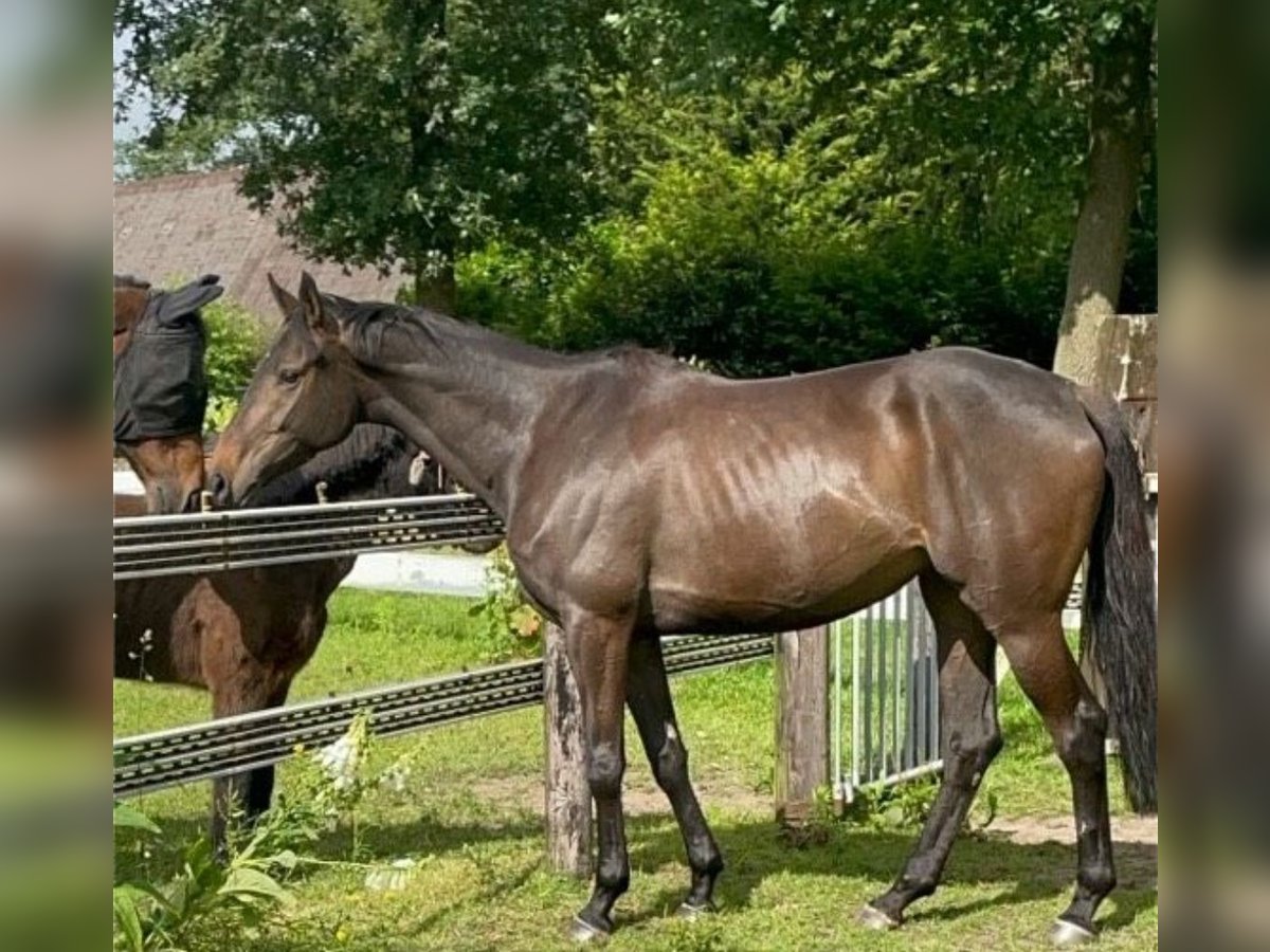 Caballo de deporte irlandés Yegua 5 años 168 cm Castaño oscuro in Bakum