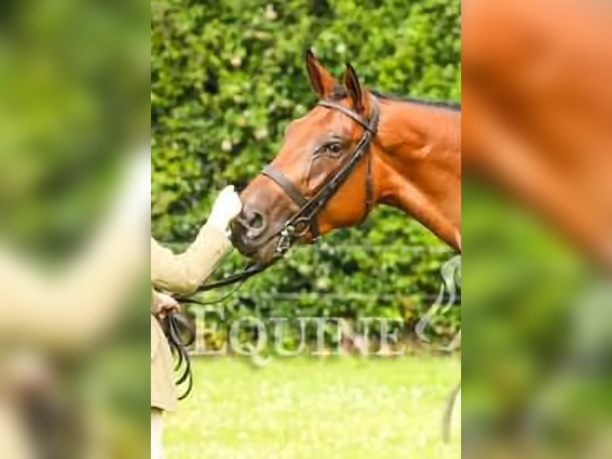 Caballo de deporte irlandés Yegua 5 años 168 cm Castaño rojizo in wexford