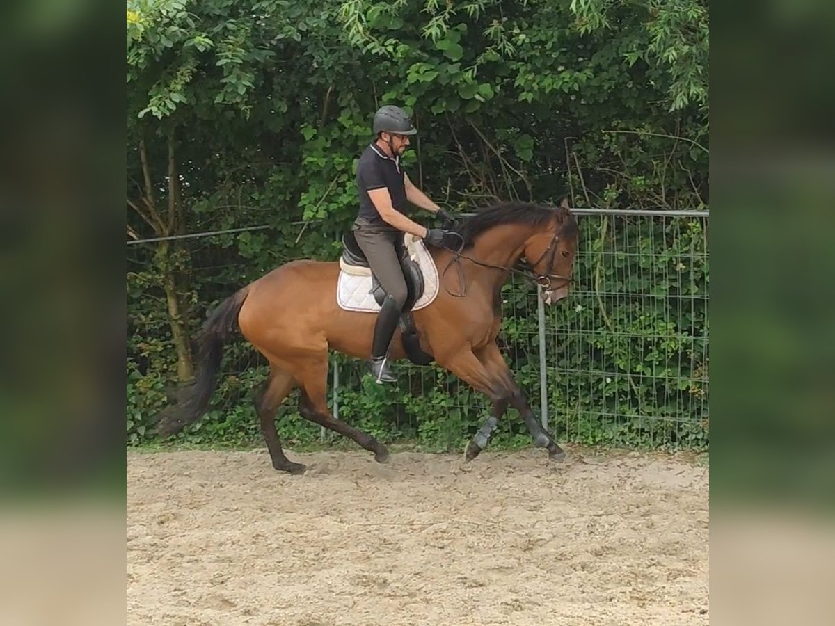 Caballo de deporte irlandés Yegua 5 años 175 cm Castaño in Lage