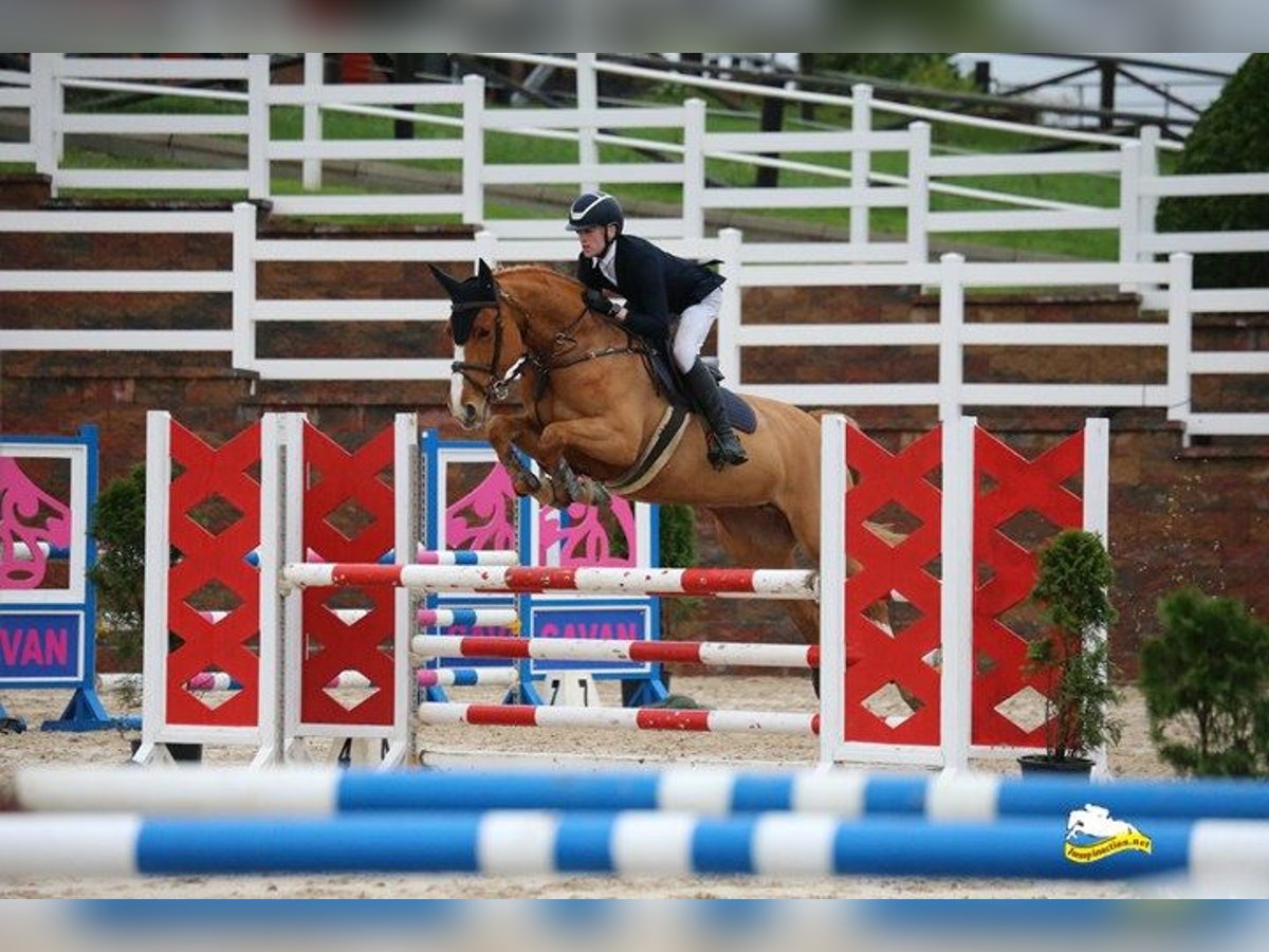 Caballo de deporte irlandés Yegua 6 años 160 cm Alazán-tostado in Carlow