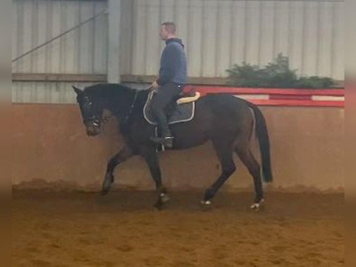 Caballo de deporte irlandés Yegua 6 años 160 cm Castaño oscuro in Elze Esbeck