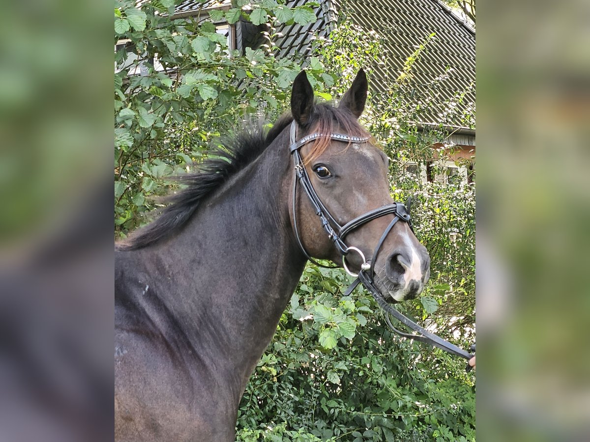 Caballo de deporte irlandés Yegua 6 años 160 cm Morcillo in Nettetal