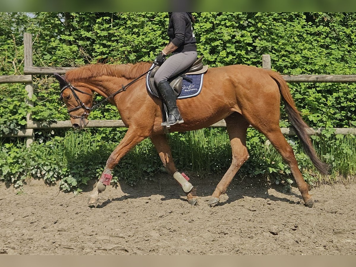 Caballo de deporte irlandés Yegua 6 años 162 cm Alazán in Wachtendonk