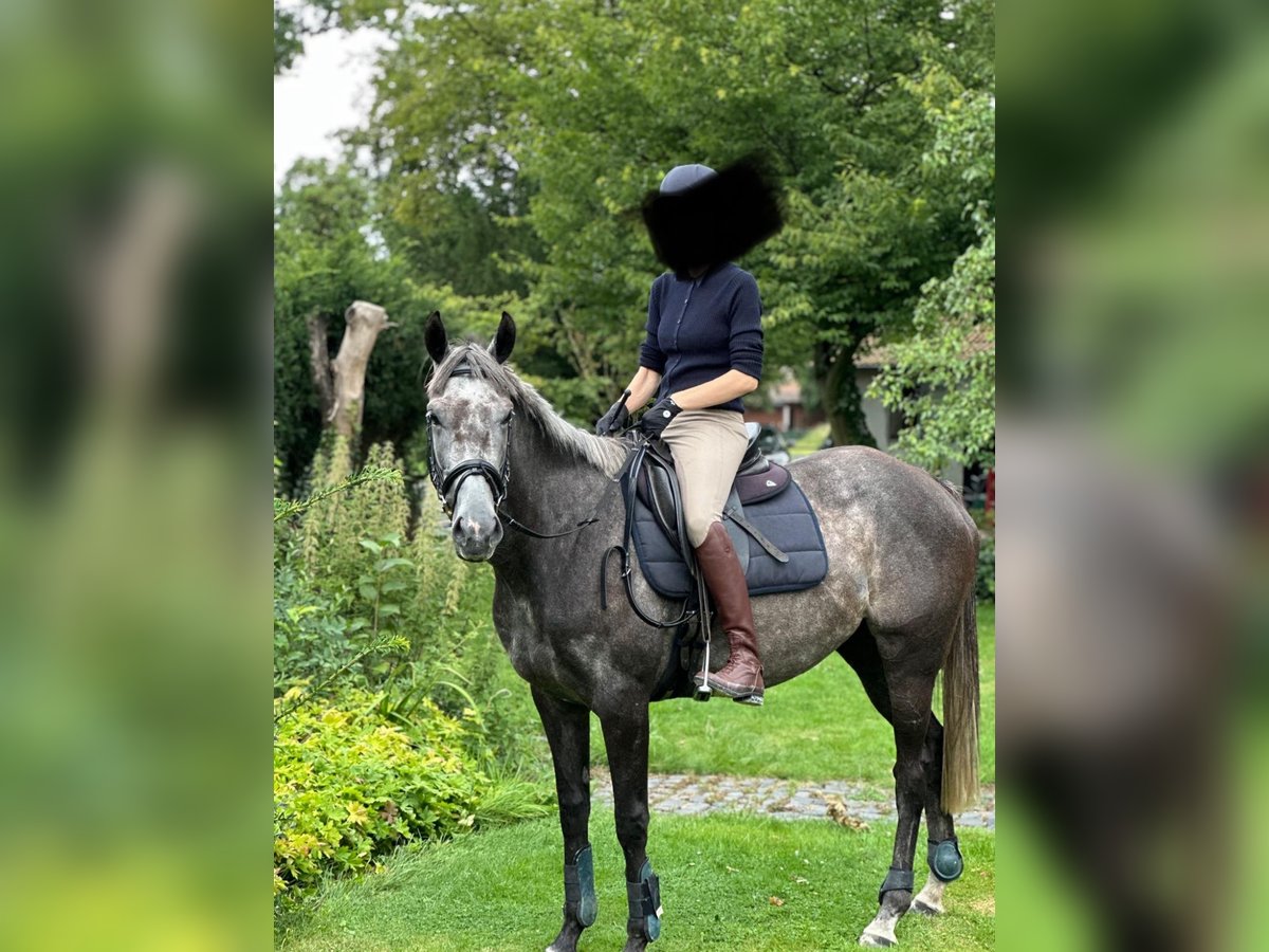 Caballo de deporte irlandés Yegua 6 años 162 cm Tordillo negro in Quernheim