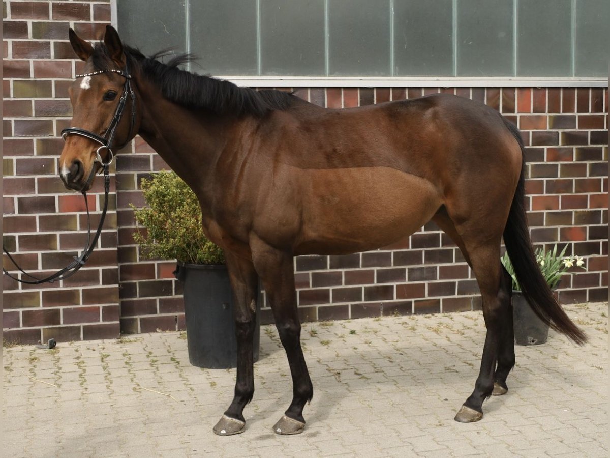 Caballo de deporte irlandés Yegua 6 años 163 cm Castaño in Leer (Ostfriesland)