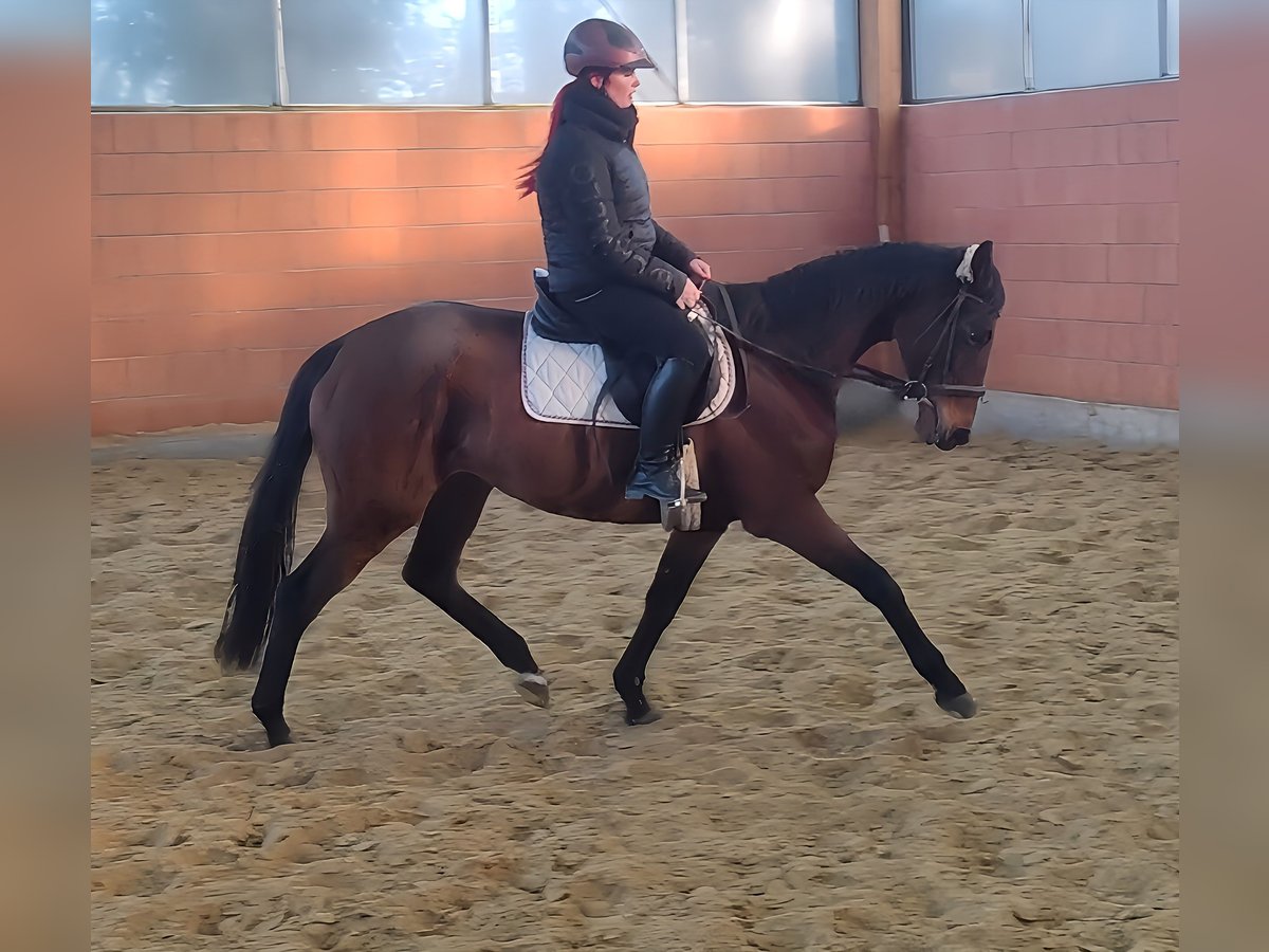 Caballo de deporte irlandés Yegua 6 años 165 cm Castaño in Lage