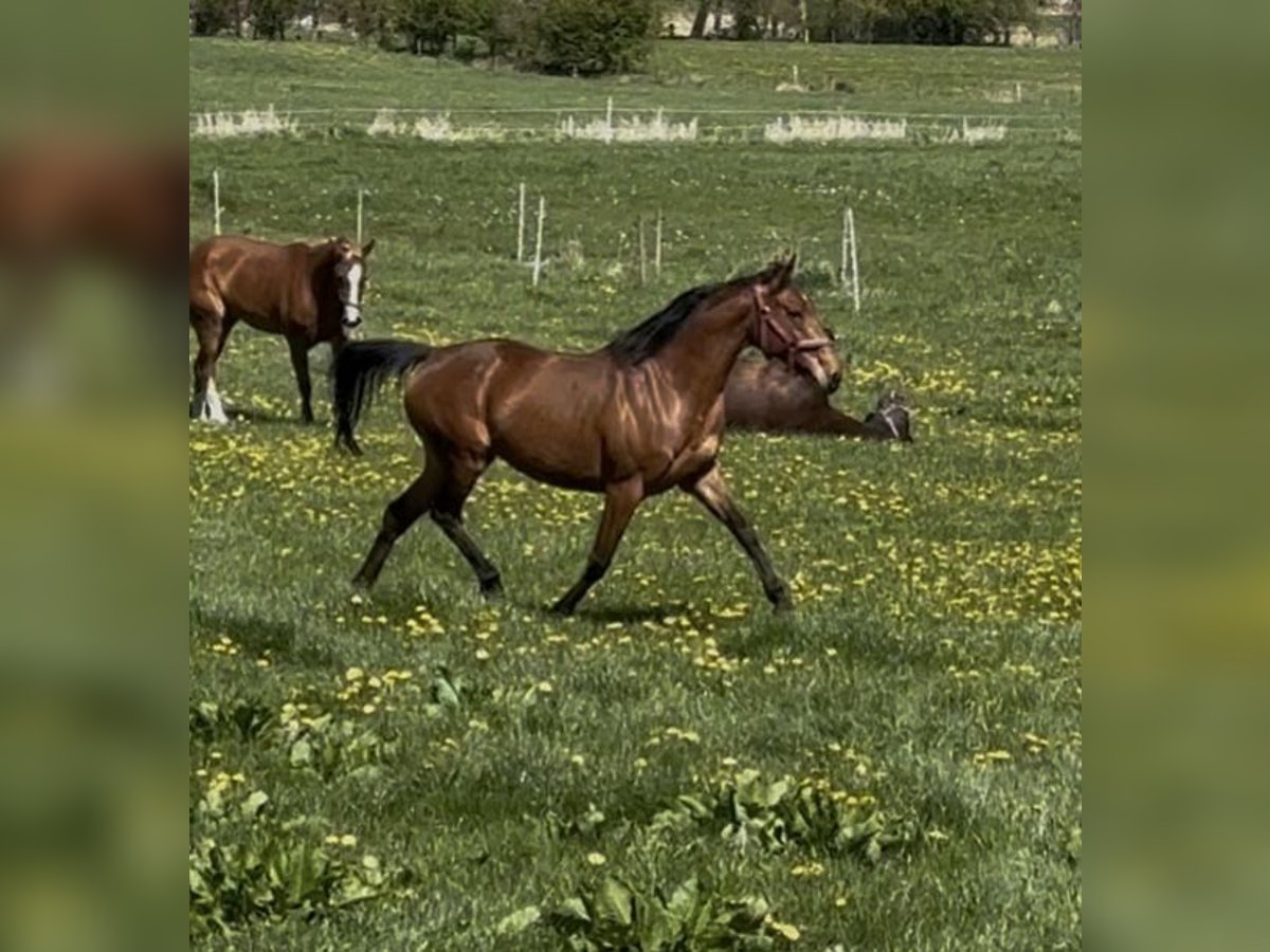 Caballo de deporte irlandés Yegua 7 años 154 cm Castaño in Norderwöhrden