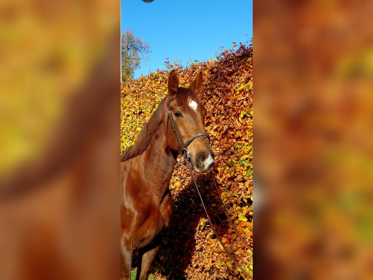 Caballo de deporte irlandés Yegua 7 años 160 cm Alazán-tostado in Co.Leitrim