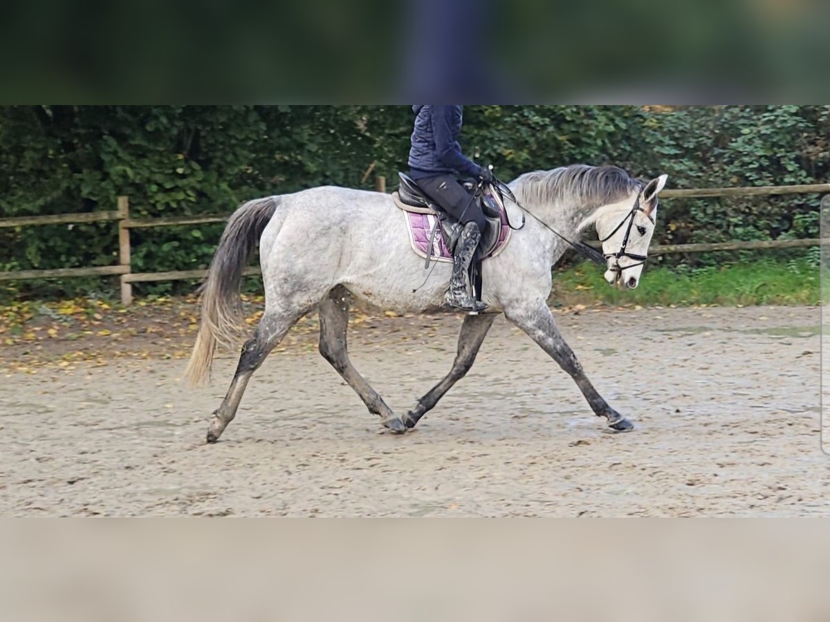 Caballo de deporte irlandés Yegua 7 años 162 cm Tordo rodado in Nettetal