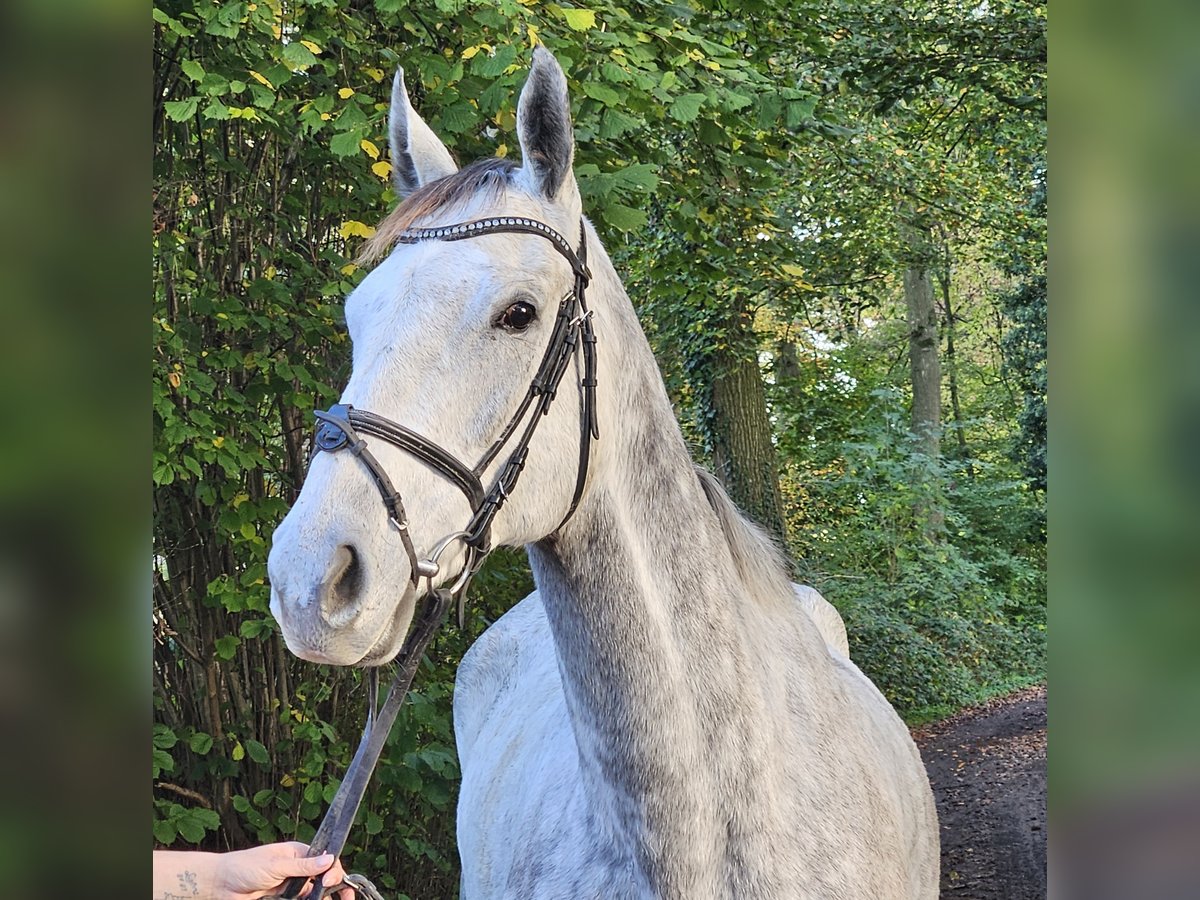 Caballo de deporte irlandés Yegua 7 años 162 cm Tordo rodado in Nettetal