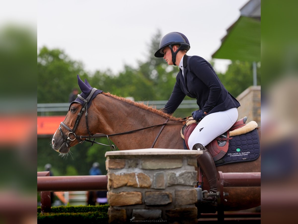 Caballo de deporte irlandés Yegua 7 años 165 cm Alazán in Negernbötel