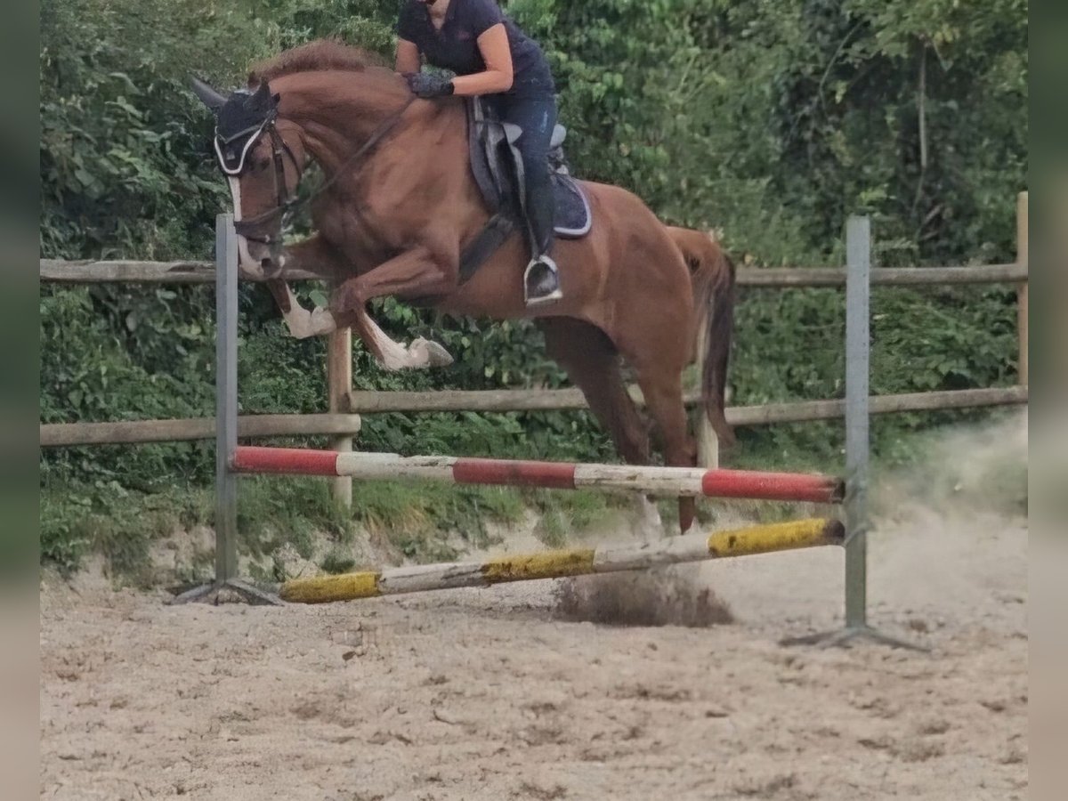 Caballo de deporte irlandés Yegua 7 años 165 cm Alazán-tostado in Nettetal