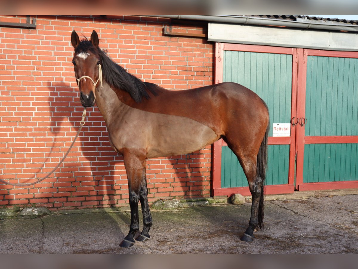 Caballo de deporte irlandés Yegua 7 años 168 cm Castaño in Westerland