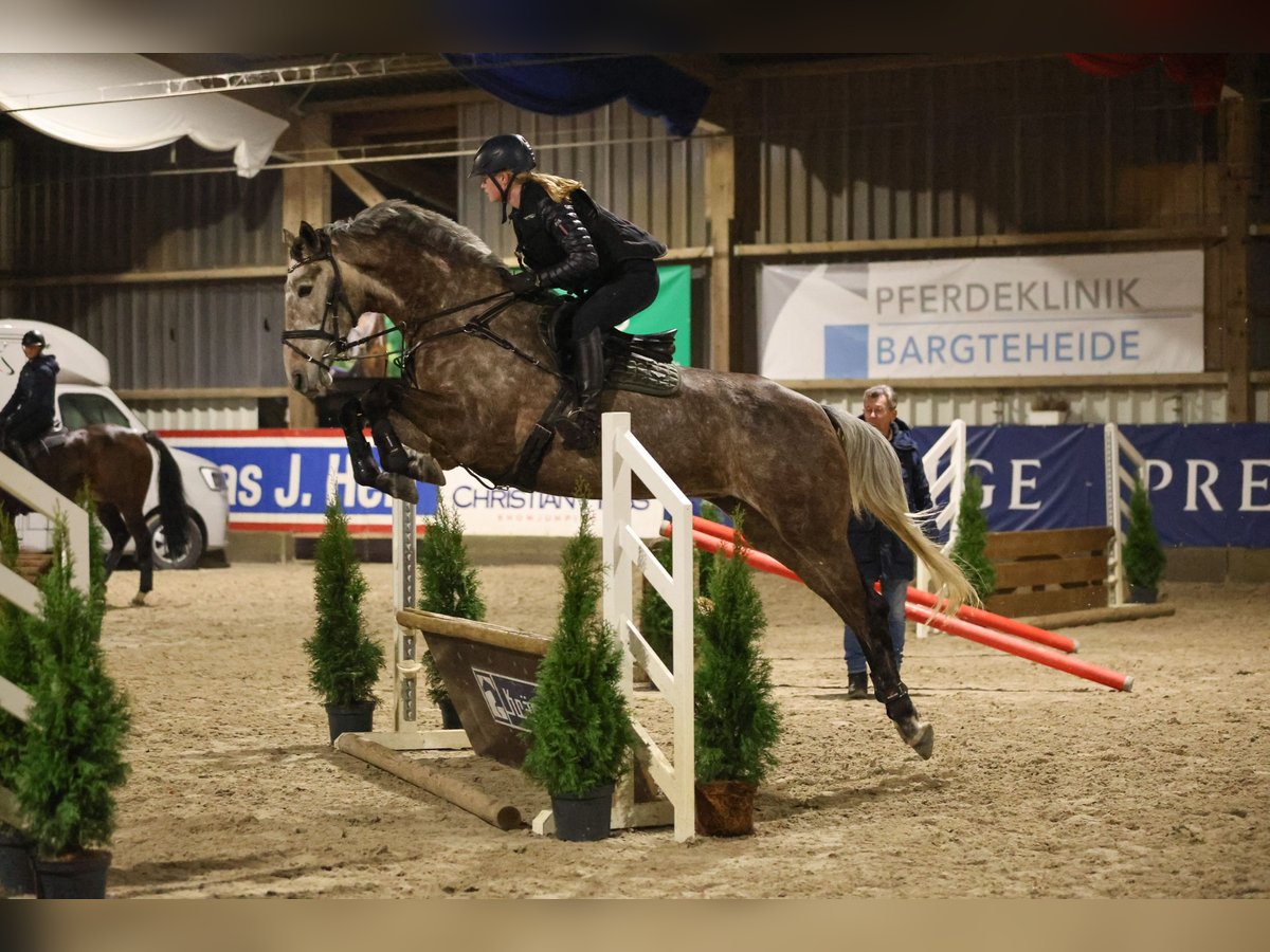 Caballo de deporte irlandés Yegua 7 años 173 cm Tordo rodado in Wursten