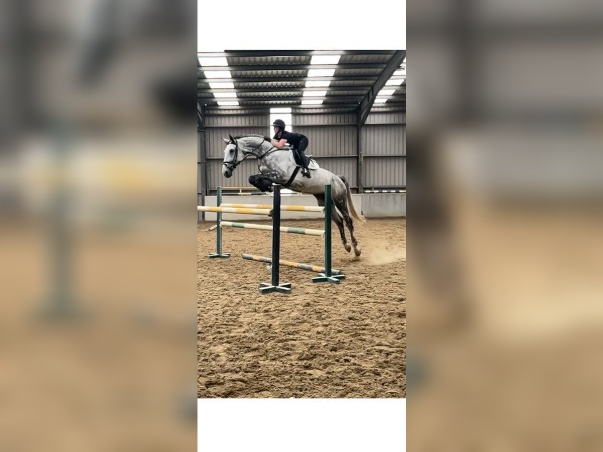 Caballo de deporte irlandés Yegua 7 años 175 cm Tordo in Rathangan