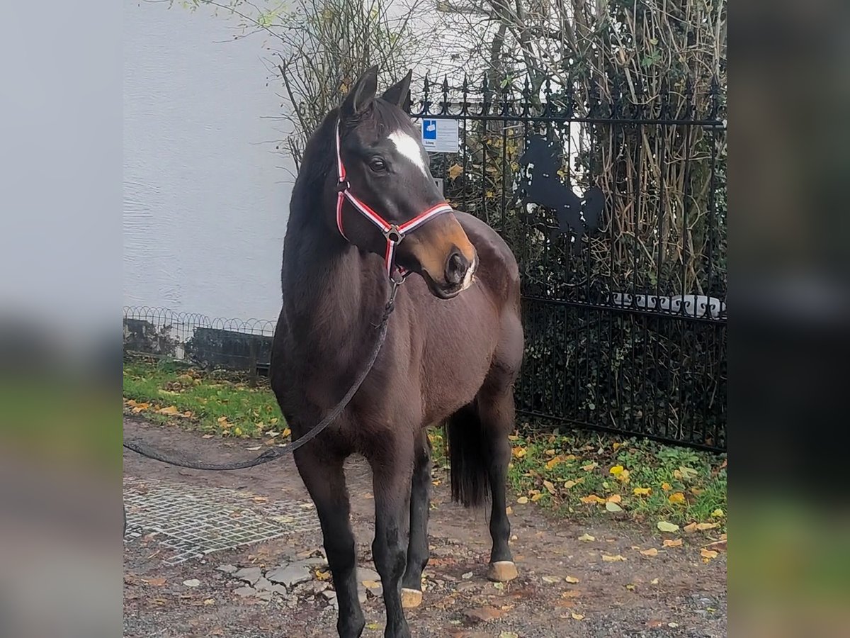 Caballo de deporte irlandés Yegua 8 años 155 cm Castaño in Lage